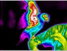 Люди животные источник инфракрасного излучения здоровье медицина теплый пол безопасно вредно безвредно